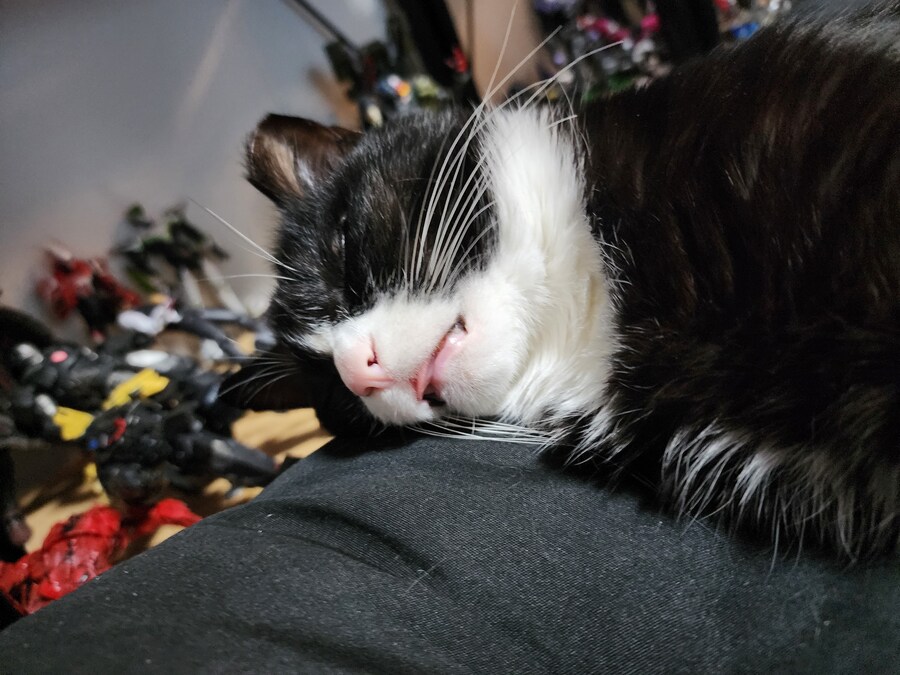 우리집 고양이 보고 출근해_33.jpg