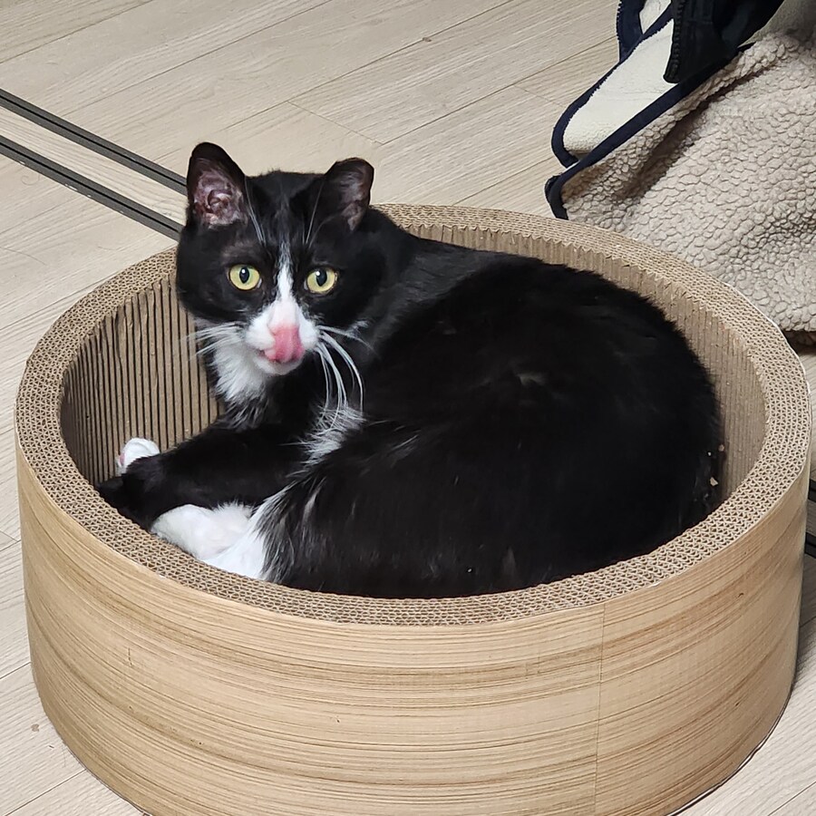 우리집 고양이 보고 출근해_39.jpg