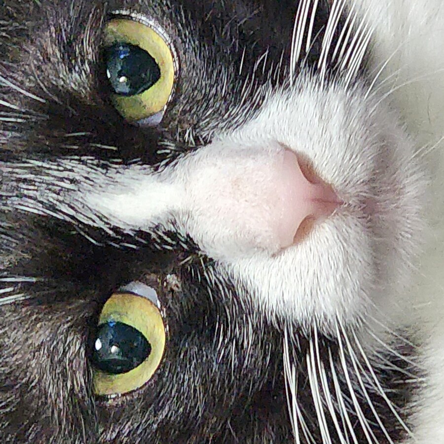 우리집 고양이 보고 출근해_41.jpg