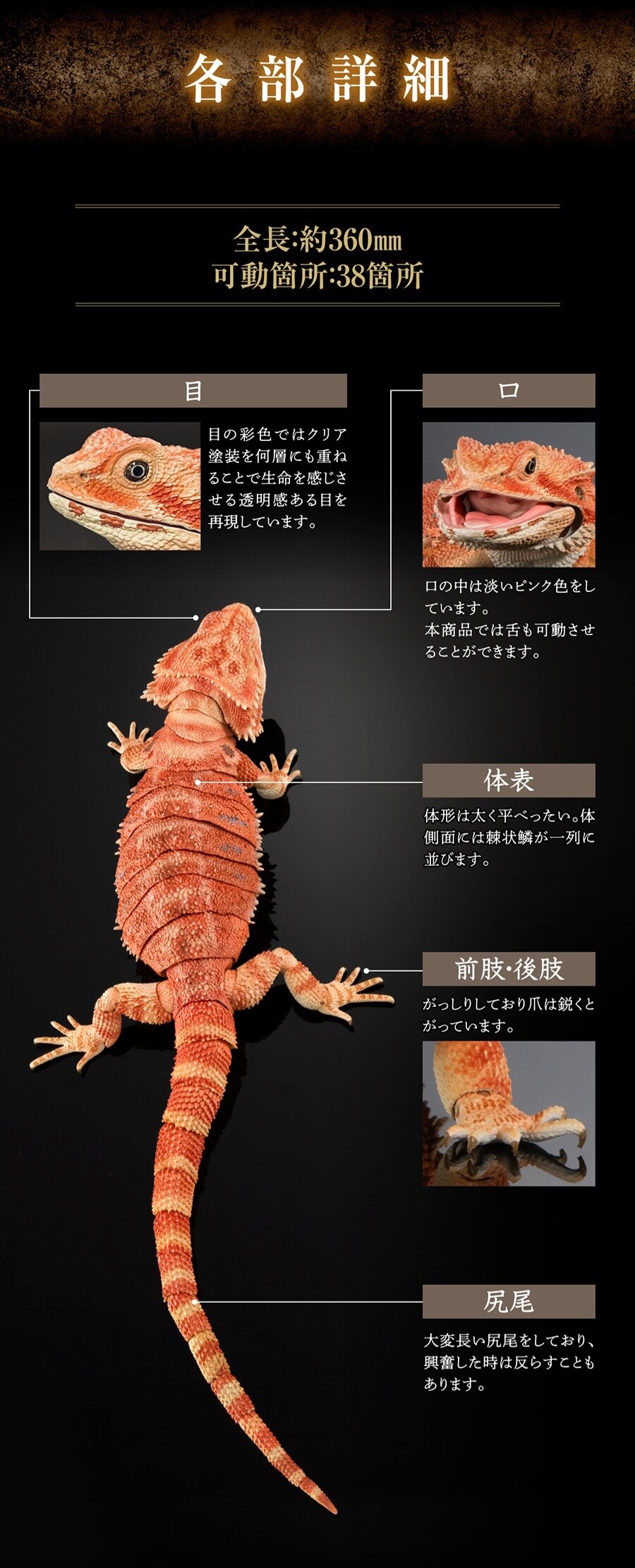 [반다이가샤폰] 생물대도감 프리미엄 중부턱수염도마뱀(센트럴 비어디 드래곤)_11.jpg