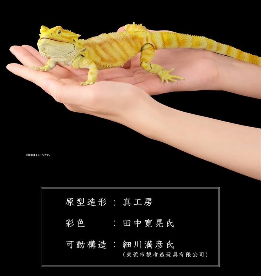 [반다이가샤폰] 생물대도감 프리미엄 중부턱수염도마뱀(센트럴 비어디 드래곤)_3.jpg