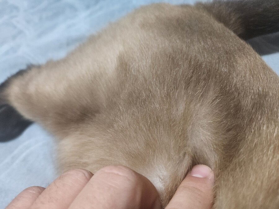 야옹이 사진 좀 냥냥하게 올렸음 칭찬해줘~~_12.jpg