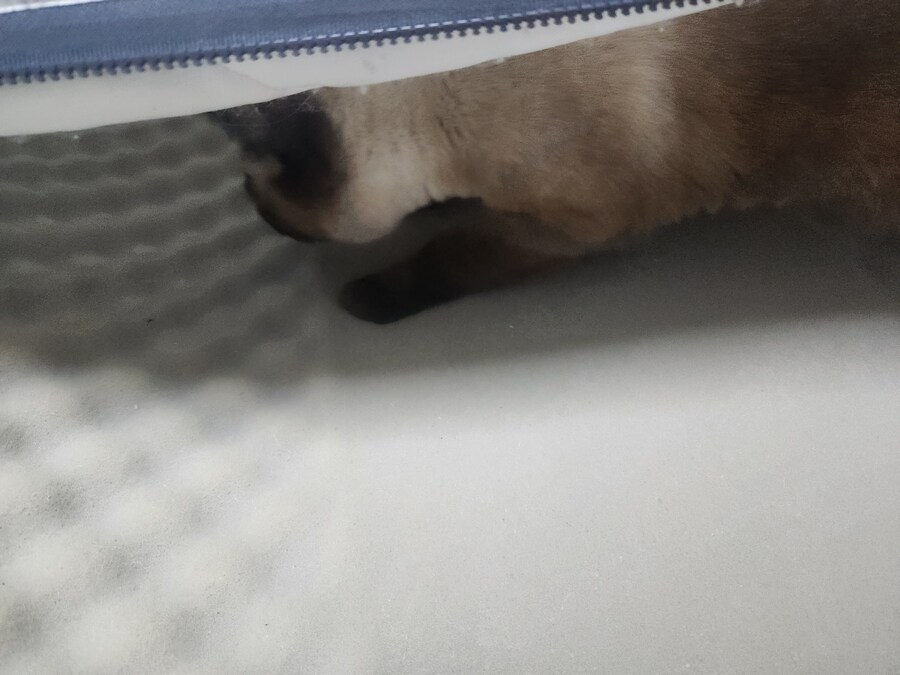 야옹이 사진 좀 냥냥하게 올렸음 칭찬해줘~~_14.jpg