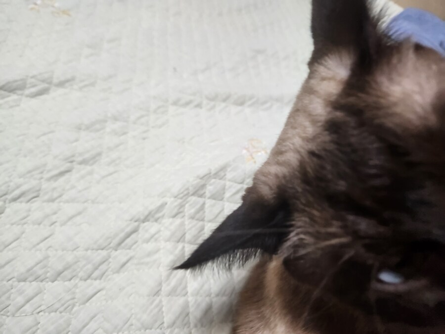 야옹이 사진 좀 냥냥하게 올렸음 칭찬해줘~~_16.jpg