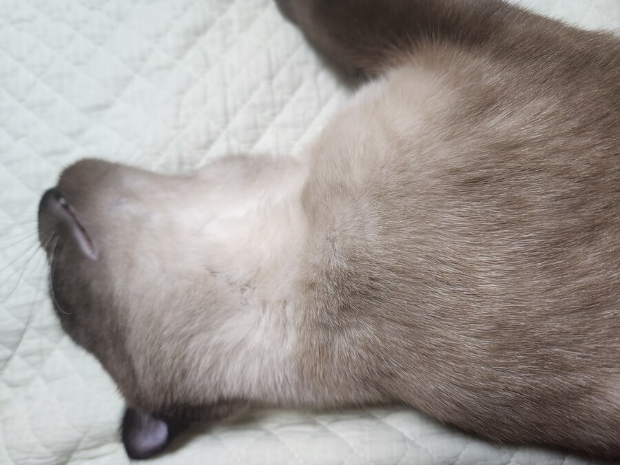 야옹이 사진 좀 냥냥하게 올렸음 칭찬해줘~~_17.jpg