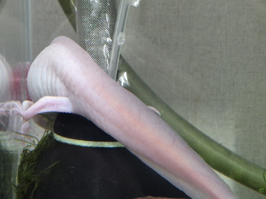 수조)구석에 숨은 부시_1.jpg