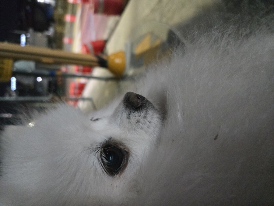 오늘 강아지 한마리 주웠다_1.jpg