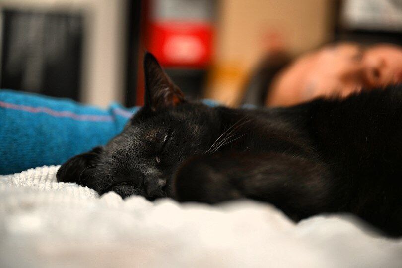 우리집 검은 고양이 근황_2.jpg