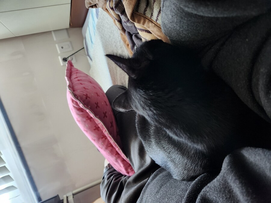 우리집 검은 고양이 근황_4.jpg