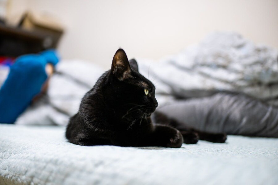 우리집 검은 고양이 근황_10.jpg