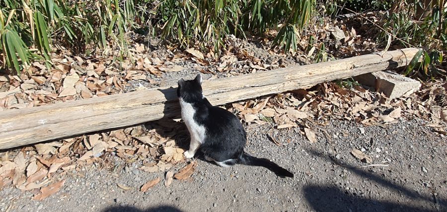 오사카 여행 4번째- 교토 깊숙히? 탐방~ 마지막ㅠ -스압-_27.jpg