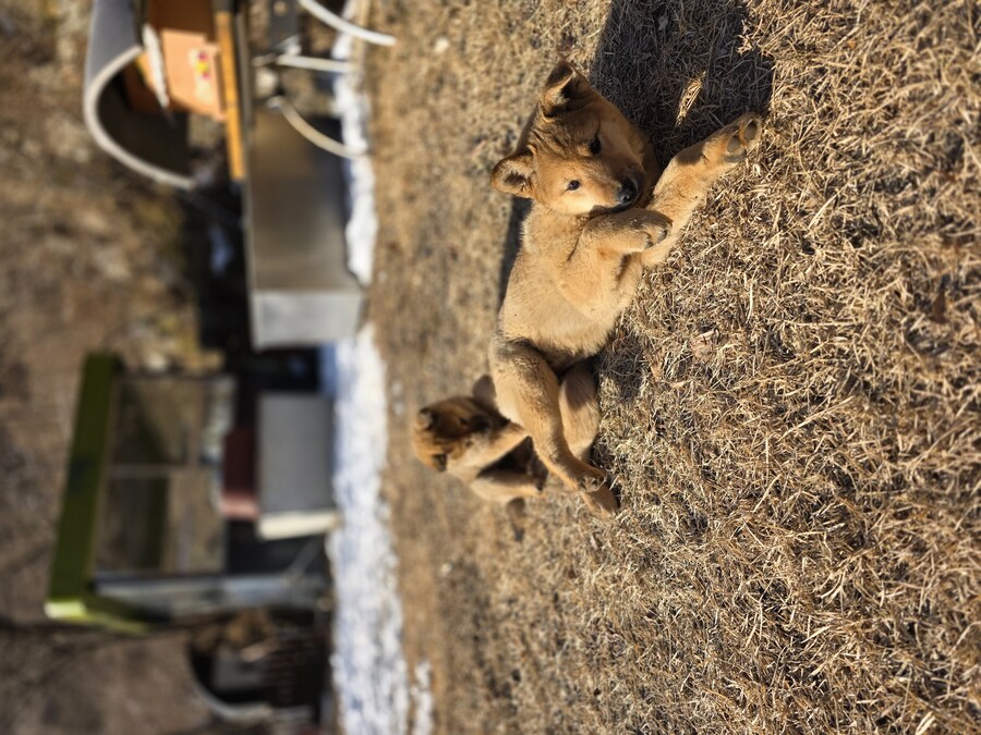 화천에서 강아지들과 함께했던 1주일~_2.jpg