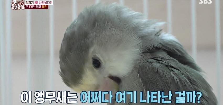 동물농장에 출연한 학계에 보고될 만한 초희귀 사례급 앵무새_13.jpg