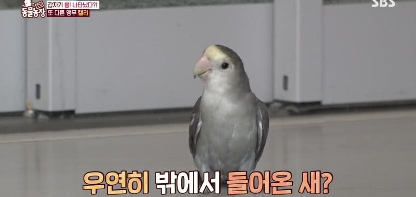 동물농장에 출연한 학계에 보고될 만한 초희귀 사례급 앵무새_15.jpg