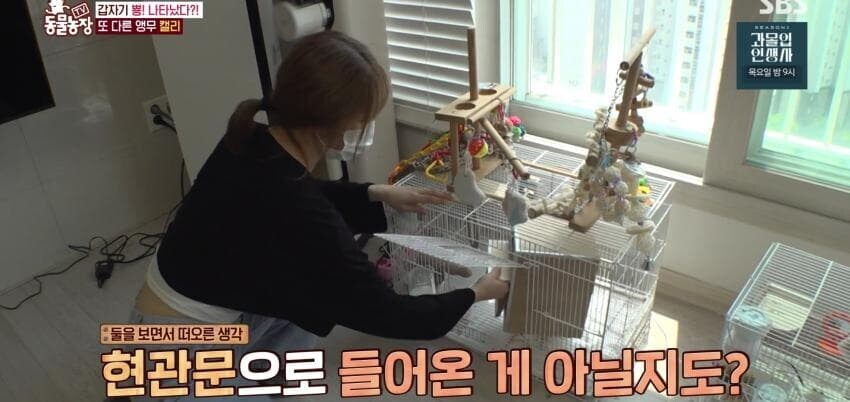 동물농장에 출연한 학계에 보고될 만한 초희귀 사례급 앵무새_19.jpg