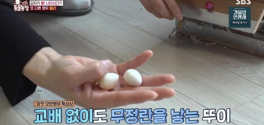 동물농장에 출연한 학계에 보고될 만한 초희귀 사례급 앵무새_22.jpg