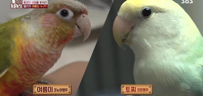 동물농장에 출연한 학계에 보고될 만한 초희귀 사례급 앵무새_39.jpg