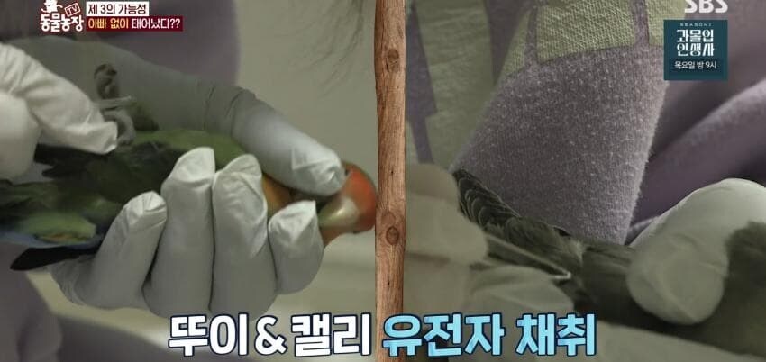 동물농장에 출연한 학계에 보고될 만한 초희귀 사례급 앵무새_51.jpg