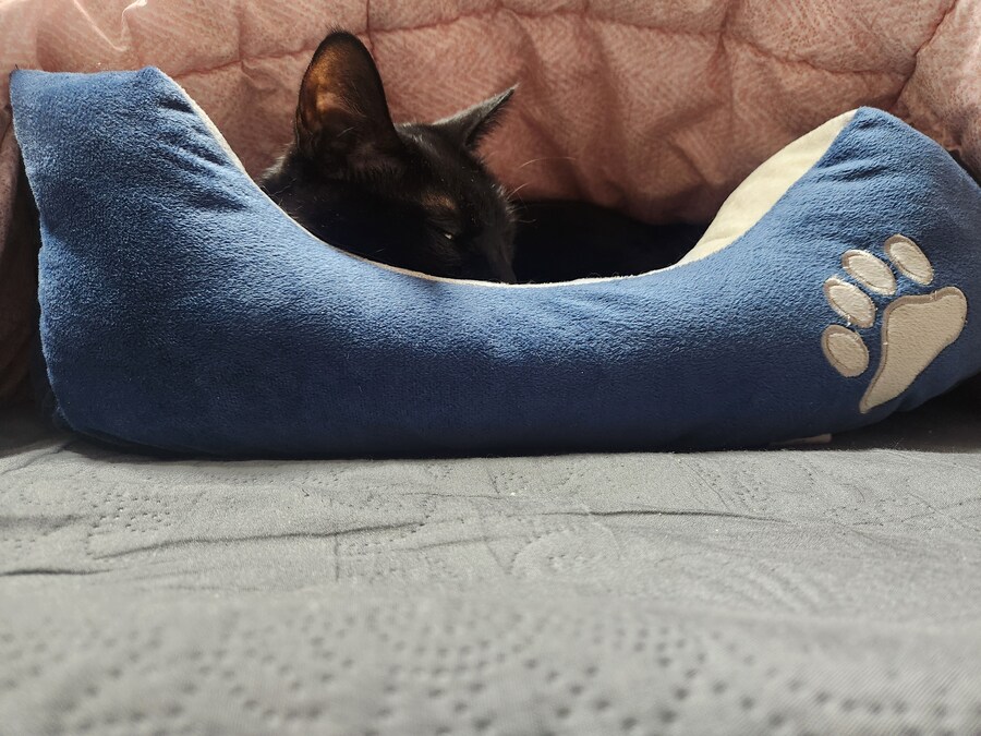 새 침대 생긴 검은 고양이 근황_1.jpg