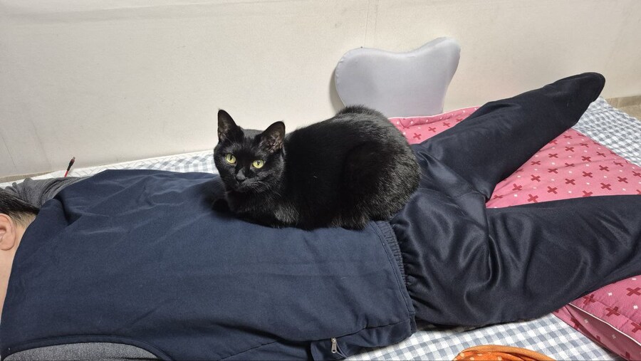 새 침대 생긴 검은 고양이 근황_13.jpg