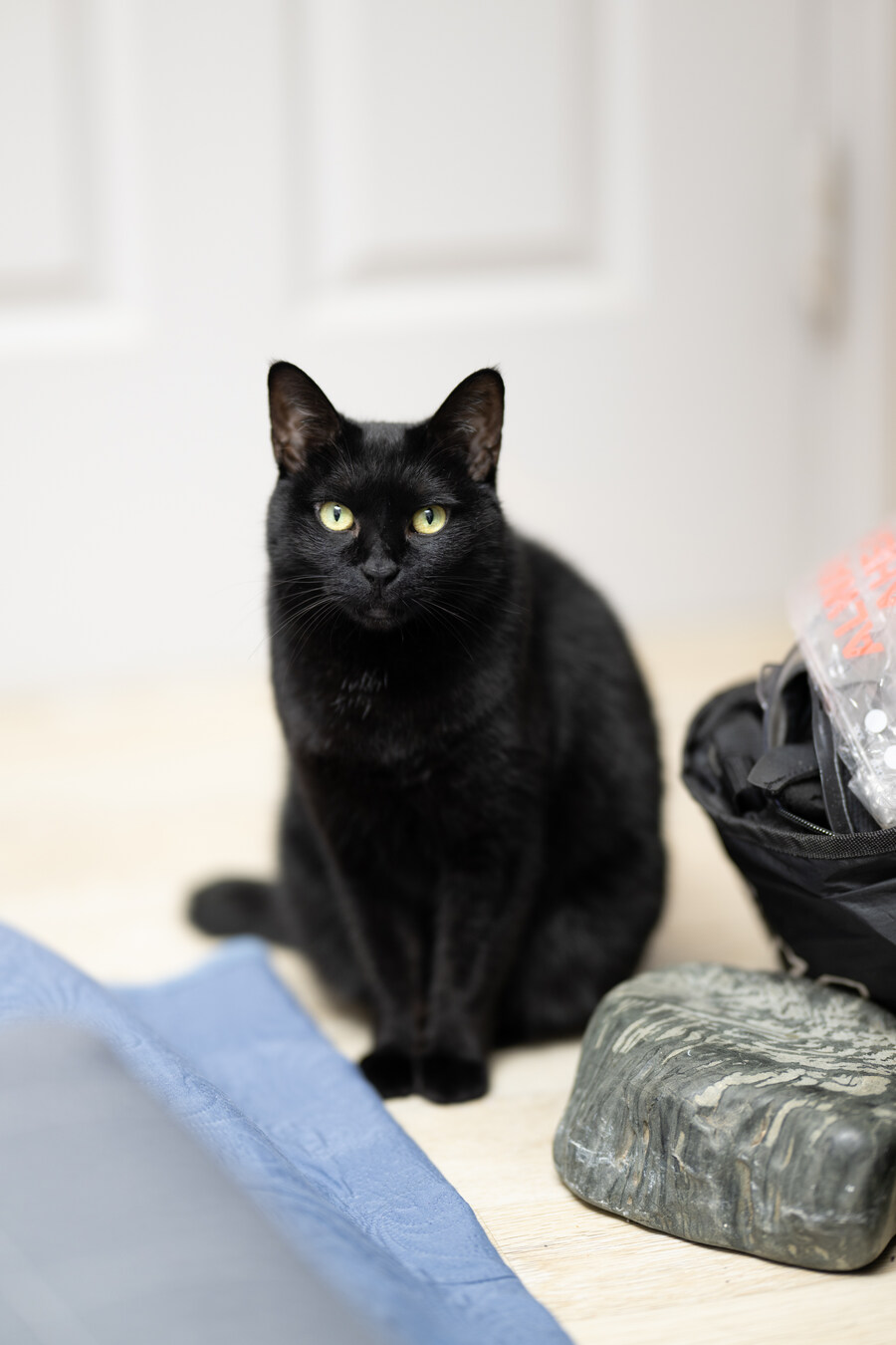 새 침대 생긴 검은 고양이 근황_14.jpg