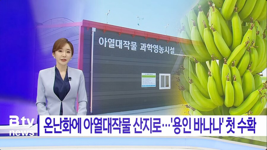 용인산 바나나 첫 수확_1.png