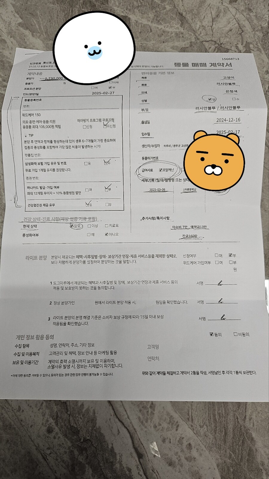 신입 초보집사 부부가 인사를 올립니다~ ( 아깽이 , 러시안블루 )_3.jpg