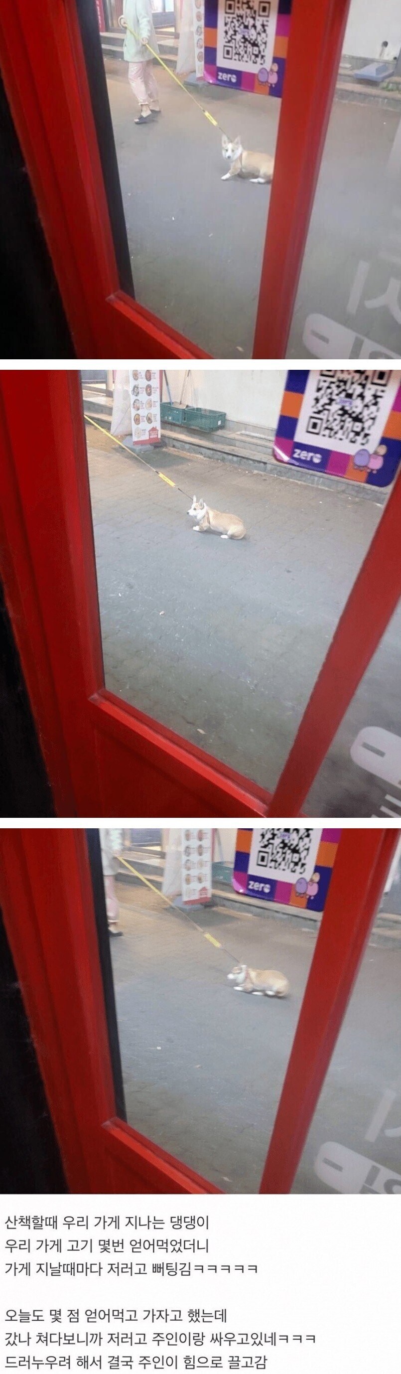 길들어진 웰시코기.jpg_1.jpg