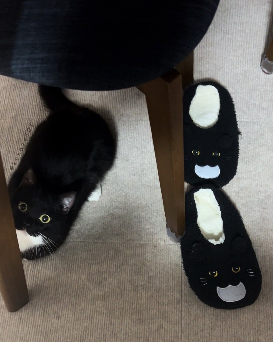 고양이 슬리퍼 1.5개_1.jpg