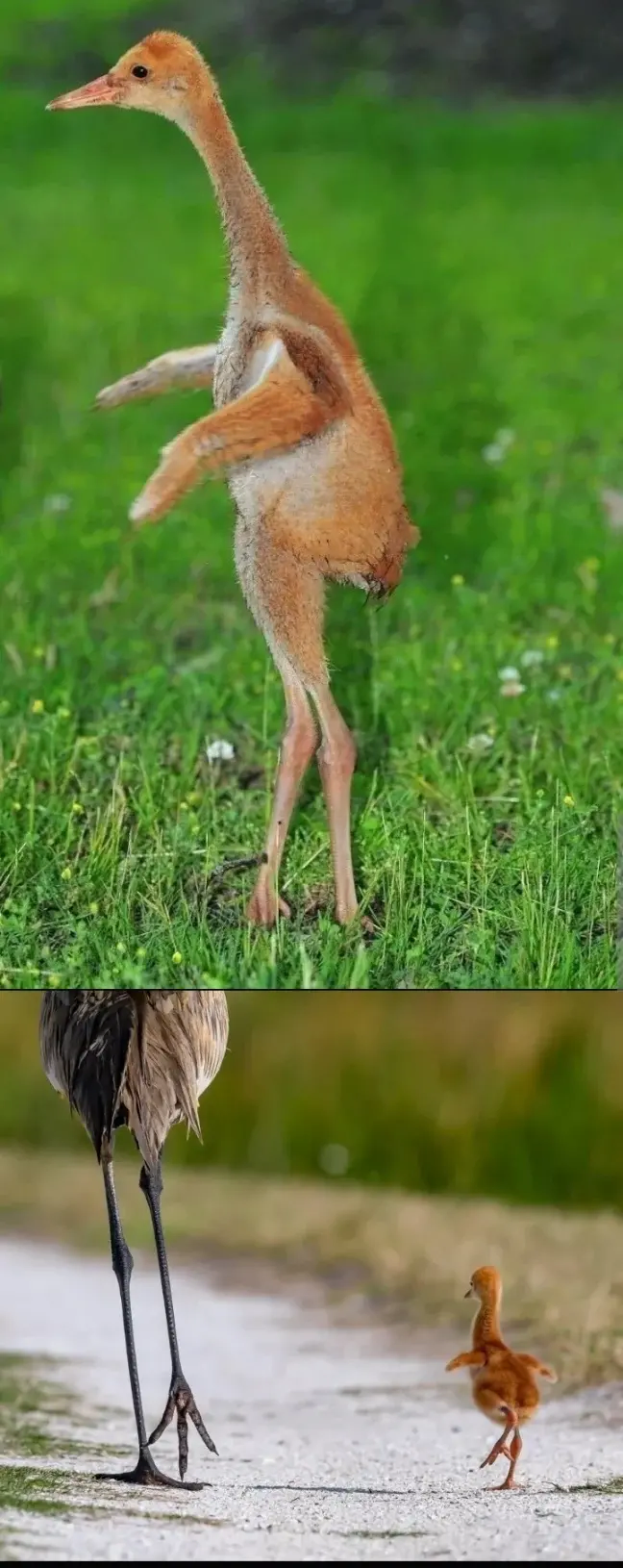 응애 난 아기 두루미.jpg_1.webp