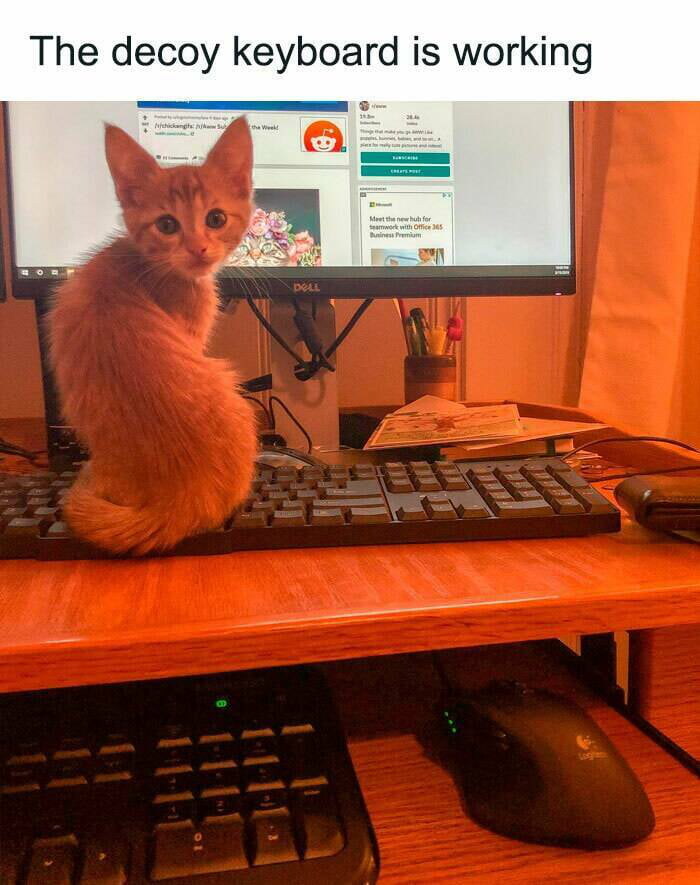 키보드 위에 앉아서 방해하는 고양이 대처 방법_1.jpg