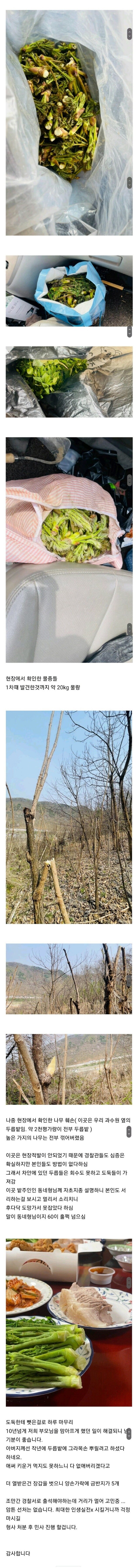 한국 봄에만 나타나는 도둑_2.jpg