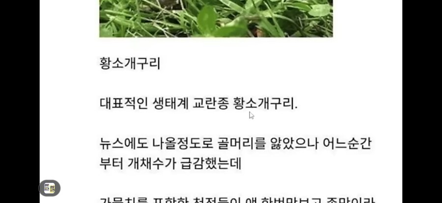 생태계 교란종 황소개구리 근황.jpg_2.jpg