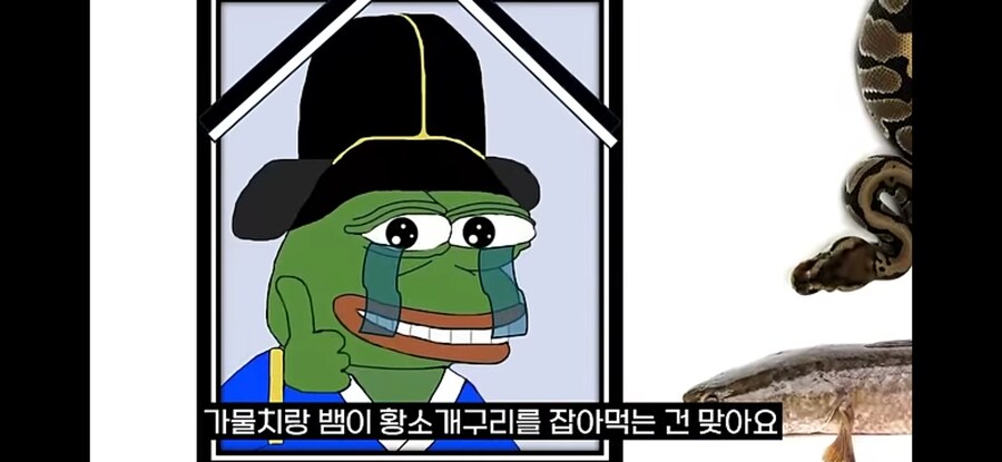 생태계 교란종 황소개구리 근황.jpg_10.jpg
