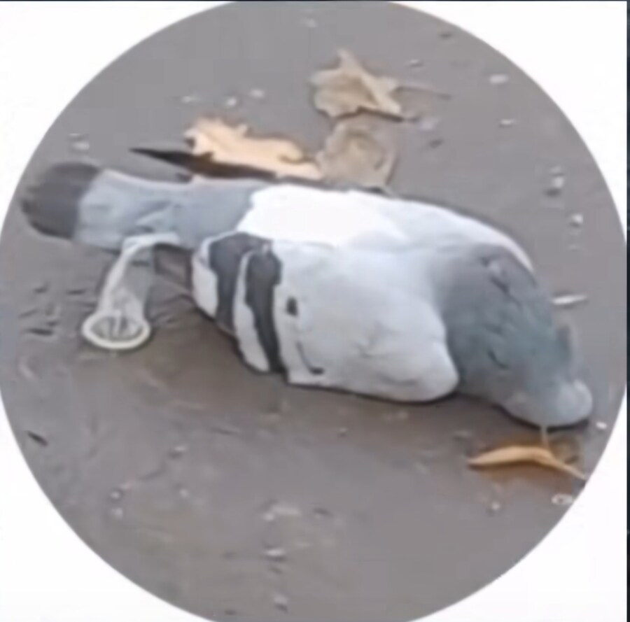 동물 시체랑 안좋은 조합_1.jpg