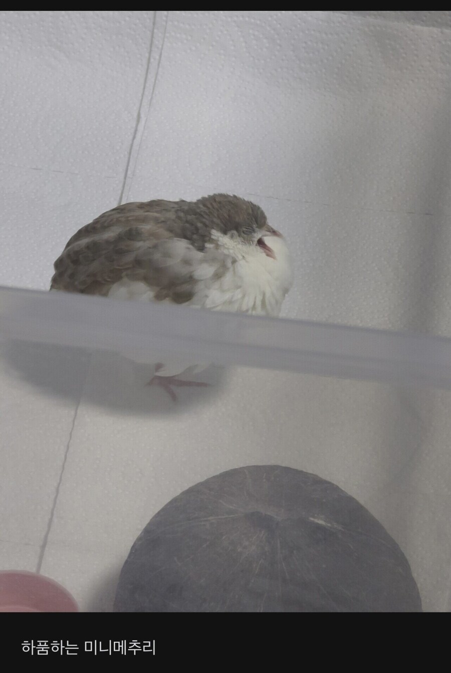 애완용 메추리 자랑하는 블라인드녀_3.jpg