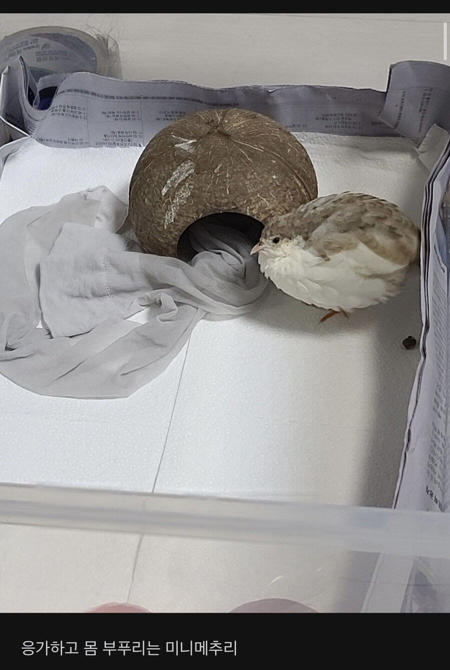 애완용 메추리 자랑하는 블라인드녀_4.jpg