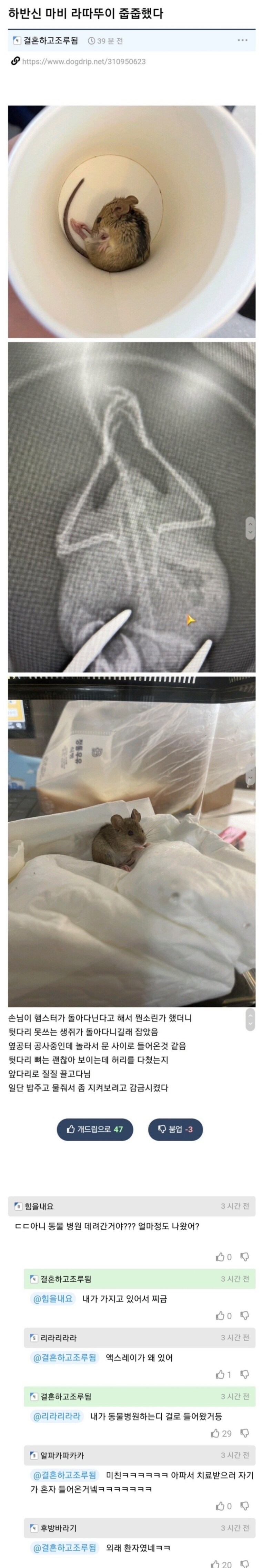 병원에 쥐가 나오면 생기는 일_1.jpg