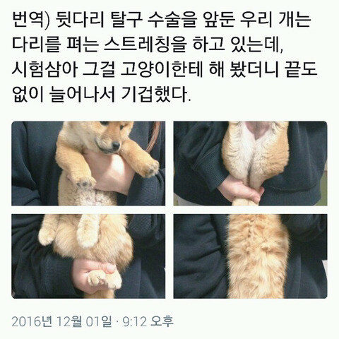 강아지 다리 펴는 스트레칭을 고양이에게 해봤을 때_1.jpg