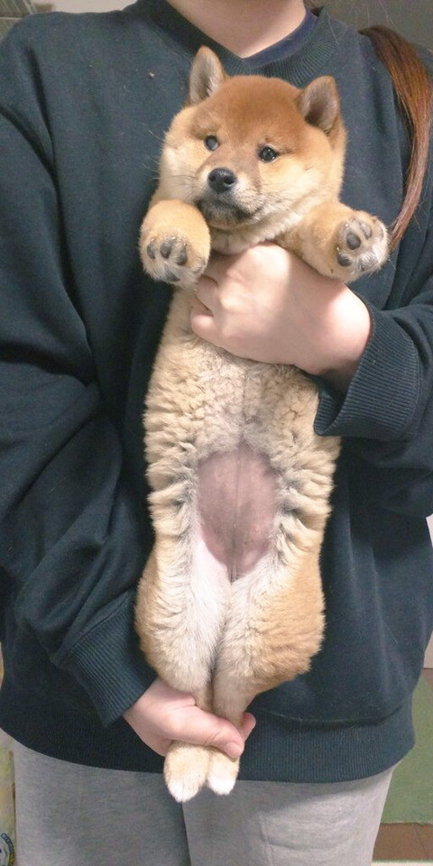 강아지 다리 펴는 스트레칭을 고양이에게 해봤을 때_3.jpg