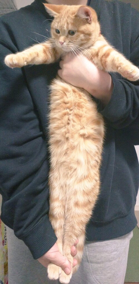 강아지 다리 펴는 스트레칭을 고양이에게 해봤을 때_5.jpg