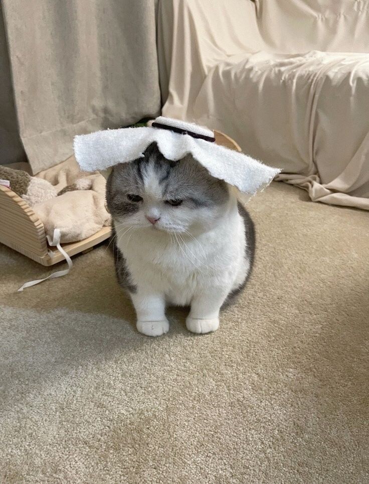 옷이 많은 고양이.jpg_2.jpg