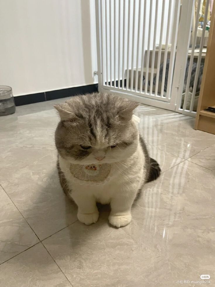 옷이 많은 고양이.jpg_5.jpg