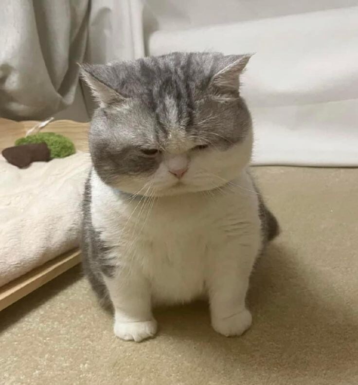 옷이 많은 고양이.jpg_6.jpg