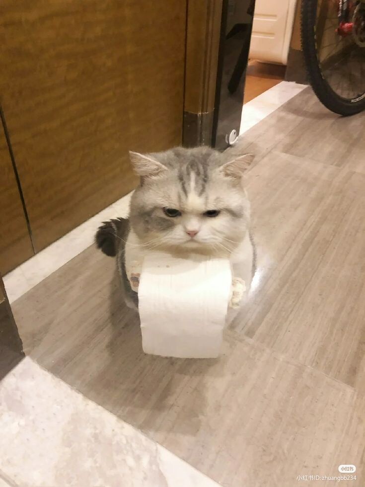 옷이 많은 고양이.jpg_7.jpg