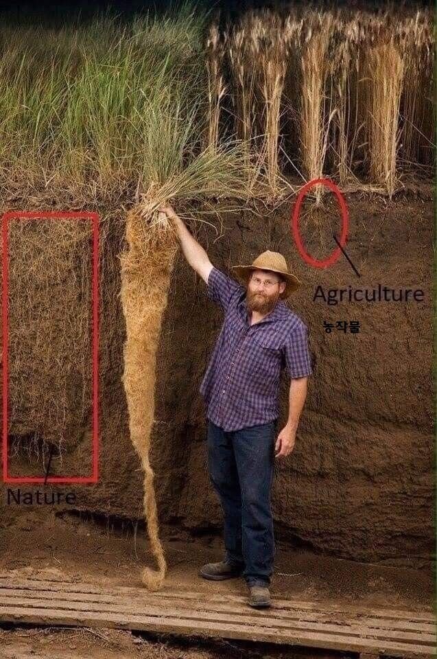 잡초가 잘 안 죽는 이유_1.jpg