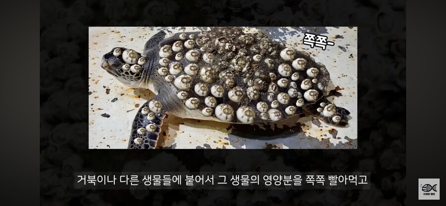 약혐주의)따개비 관련 많이 오해한다는 사실_2.png