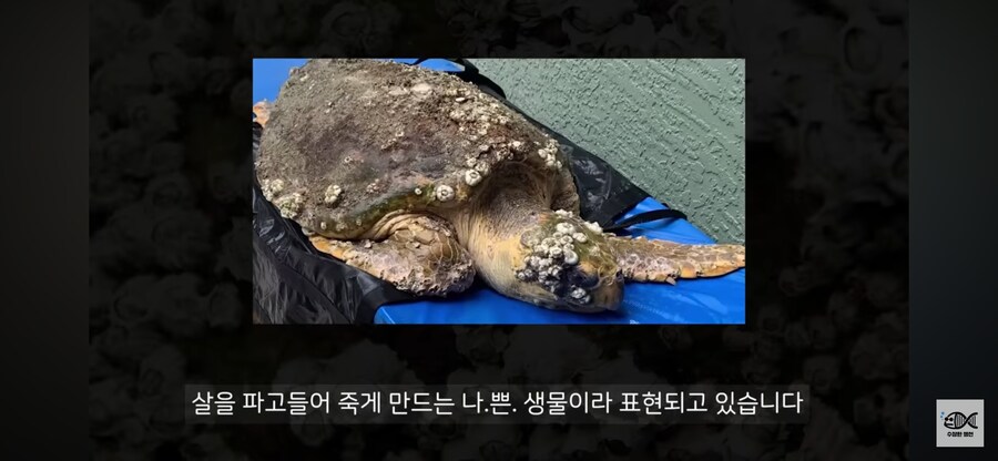 약혐주의)따개비 관련 많이 오해한다는 사실_3.png