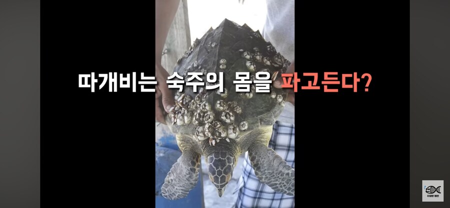 약혐주의)따개비 관련 많이 오해한다는 사실_5.png