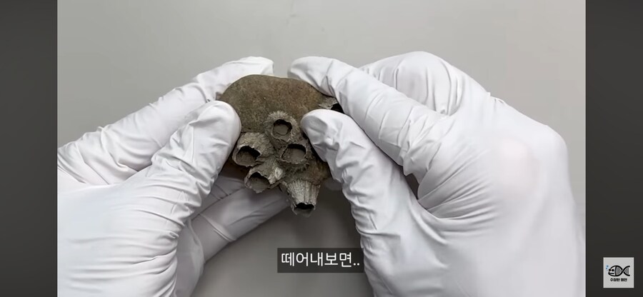 약혐주의)따개비 관련 많이 오해한다는 사실_7.png